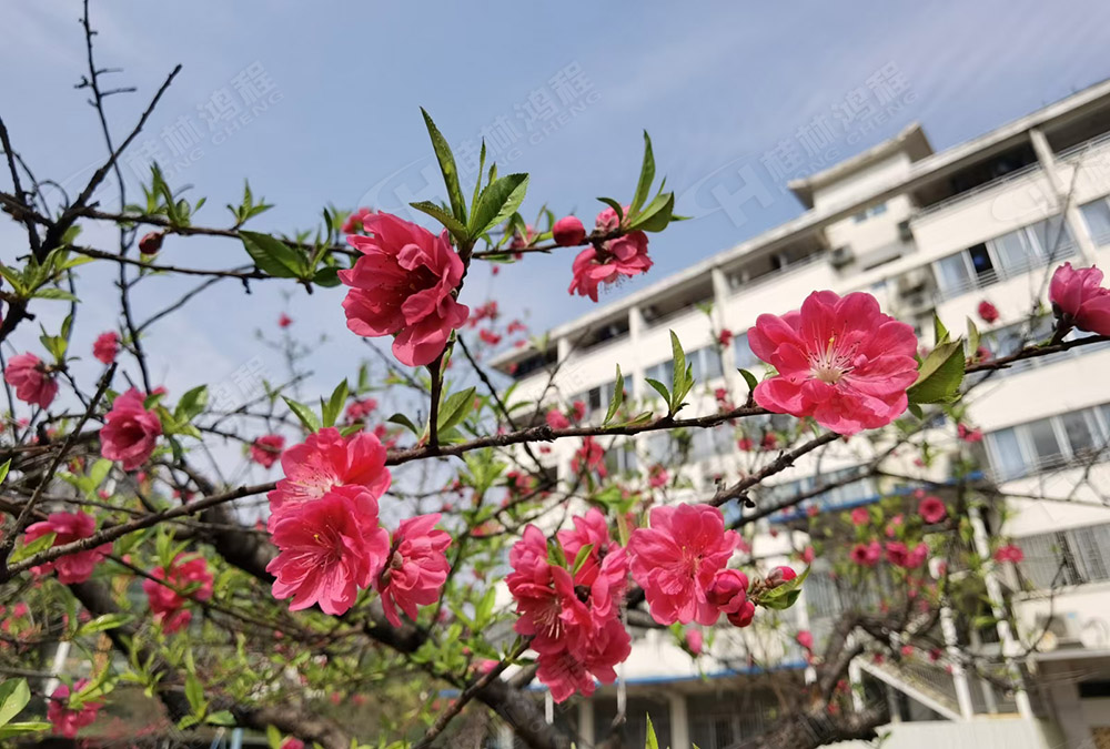 桂林鴻程花團錦簇，滿園春色，邀您一起共賞春景，共商大計！